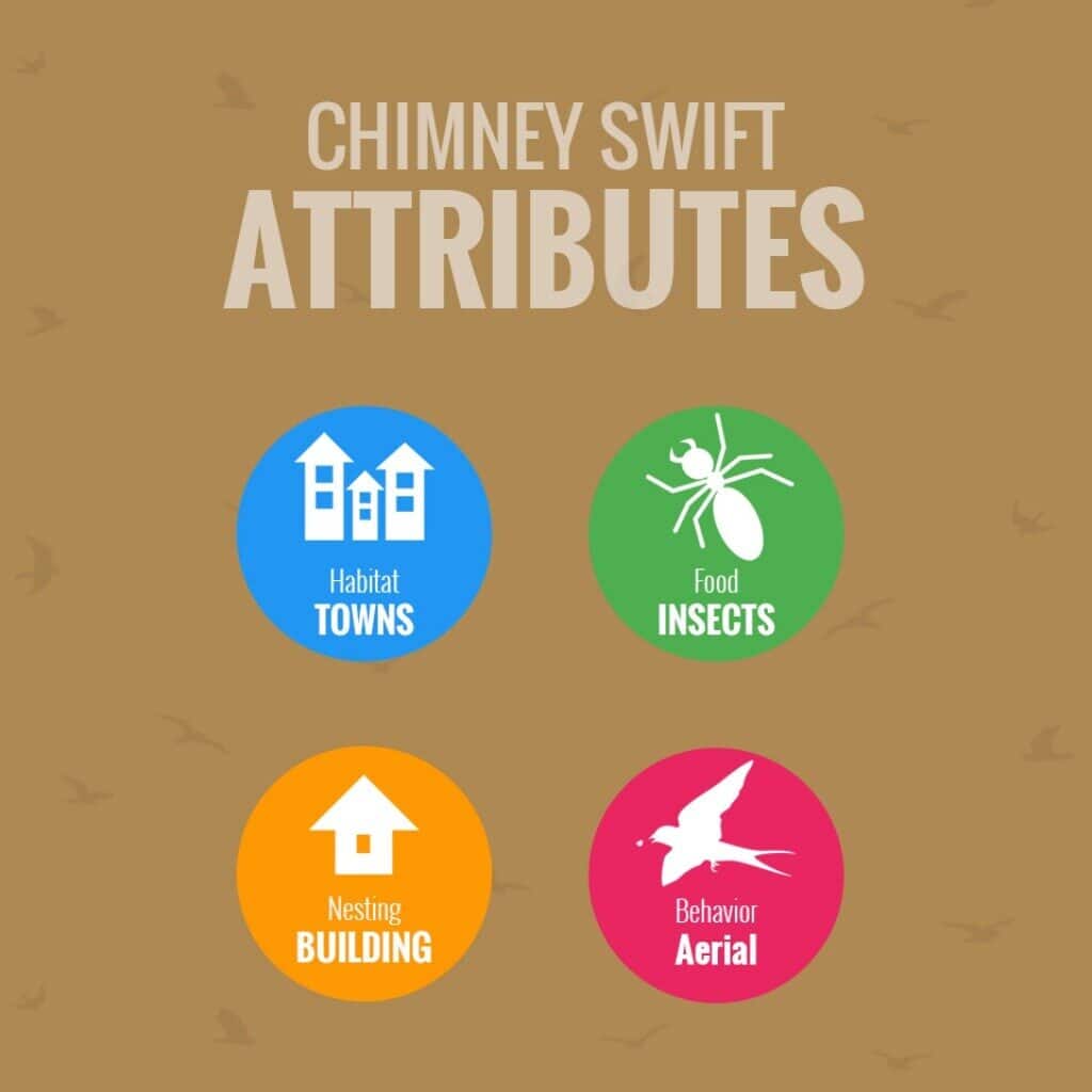 What Is The Most Common Bird In Chimneys 2019? chimney swifts may cause you problems this spring 4 1024 Emberstone Chimney Solutions Charlotte