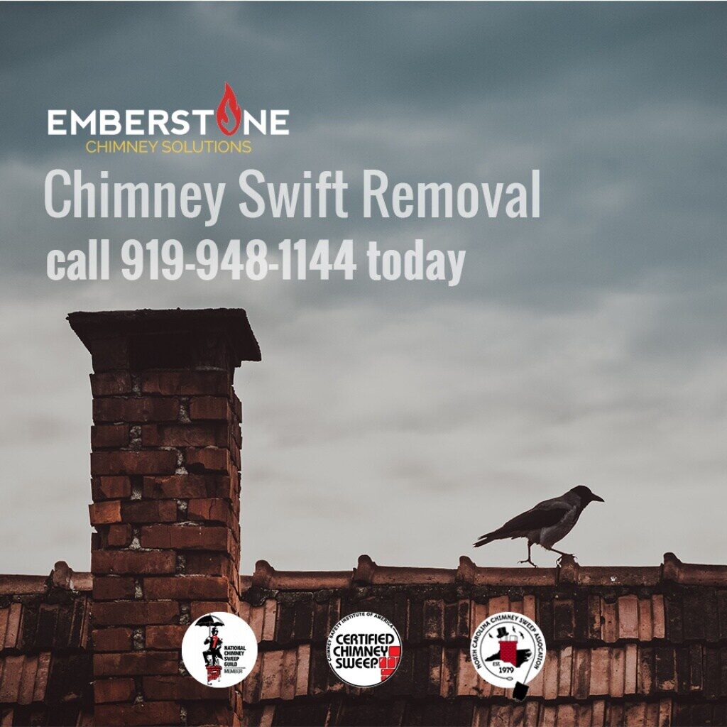 What Is The Most Common Bird In Chimneys 2019? chimney swifts may cause you problems this spring 6 1024 Emberstone Chimney Solutions Charlotte